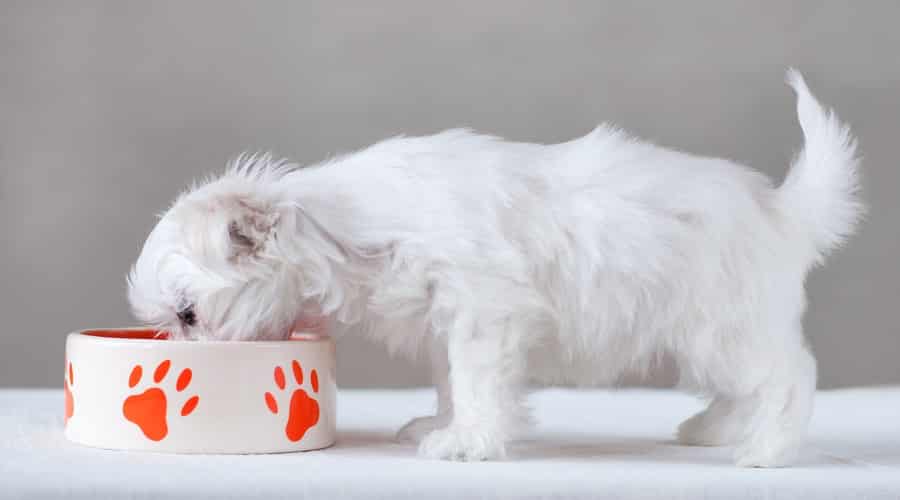 Maltese Puppy Eating Dog Food