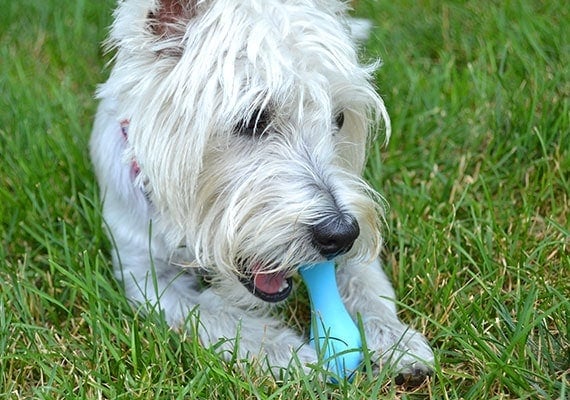 Maltese Terrier chewing on West Paw Hurley Chew Toy - The best chew toy for tiny dogs
