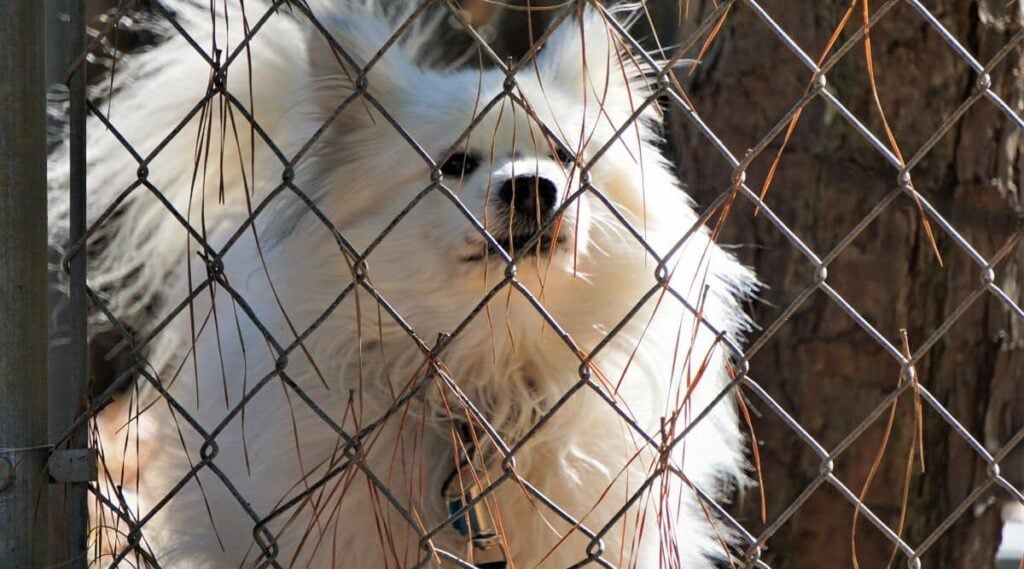 Maltese and Pomeranian rescue behind a chain linked fence