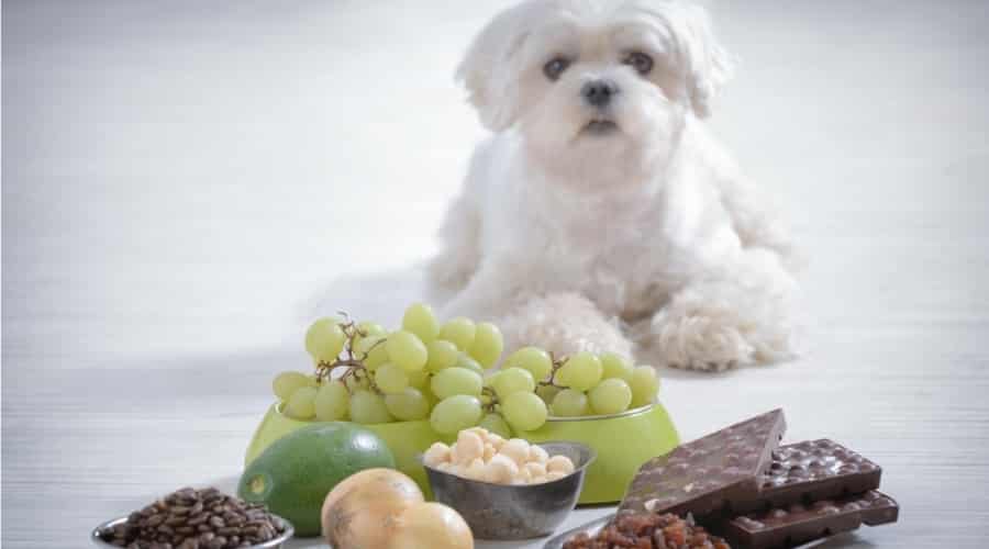 Maltese dog with foods that are poisonous