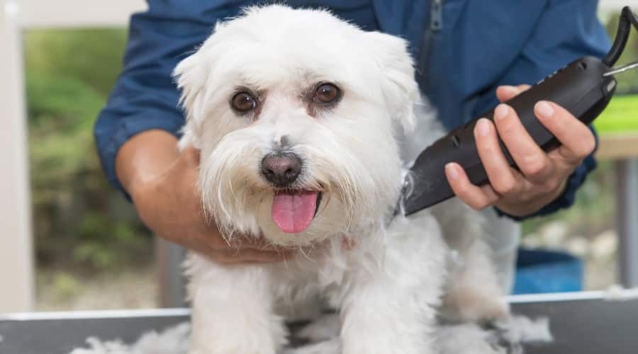 Maltese getting Groomed on Table