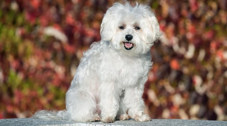 Maltese sitting on stone