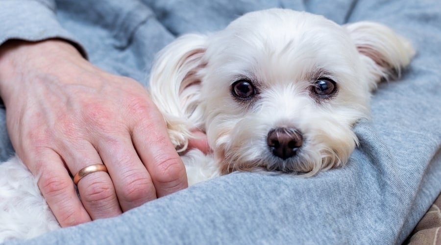 Maltese sitting in owner's lap.