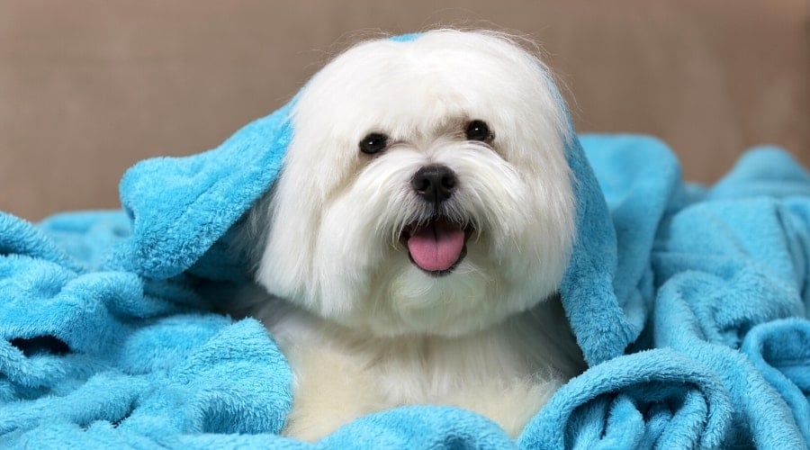 Maltese poking its head out from a blanket.