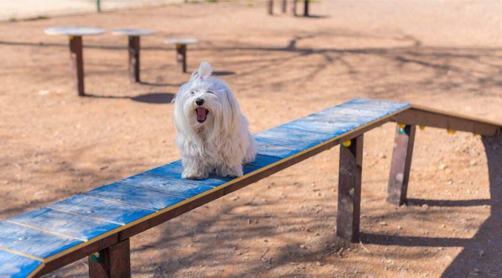 Maltichon Exercising on agility course