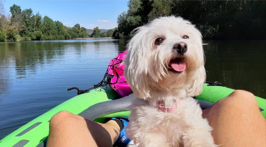 Maltichon living his best life on a kayak between a persons legs