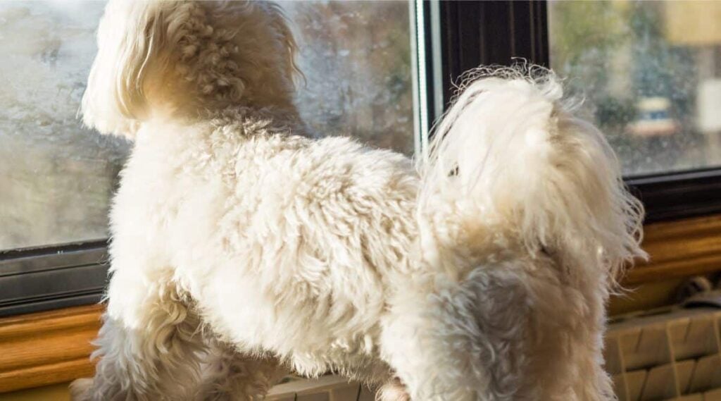 Maltichon looking out a window with a fluffy tail