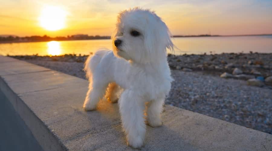 Maltichon on Beach