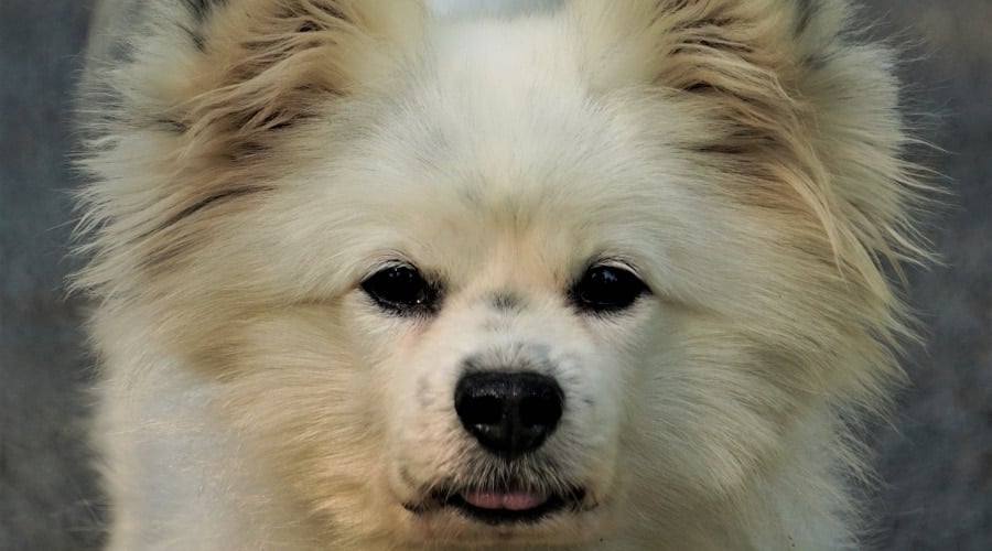 Maltipom Mix