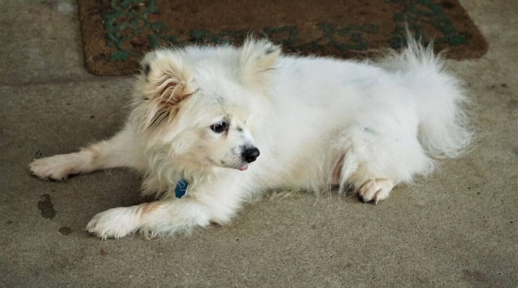 Maltipom laying on the carpet