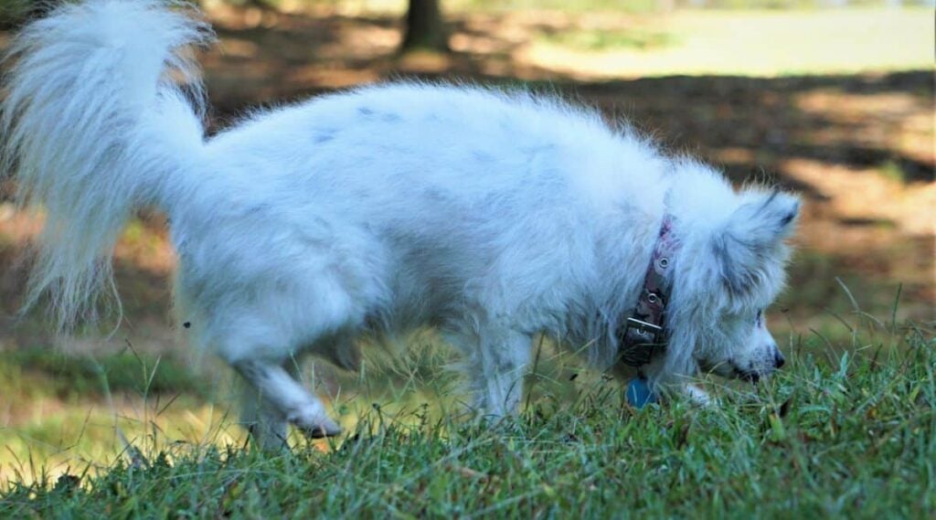 Maltipom walking outdoors sniffing the grass