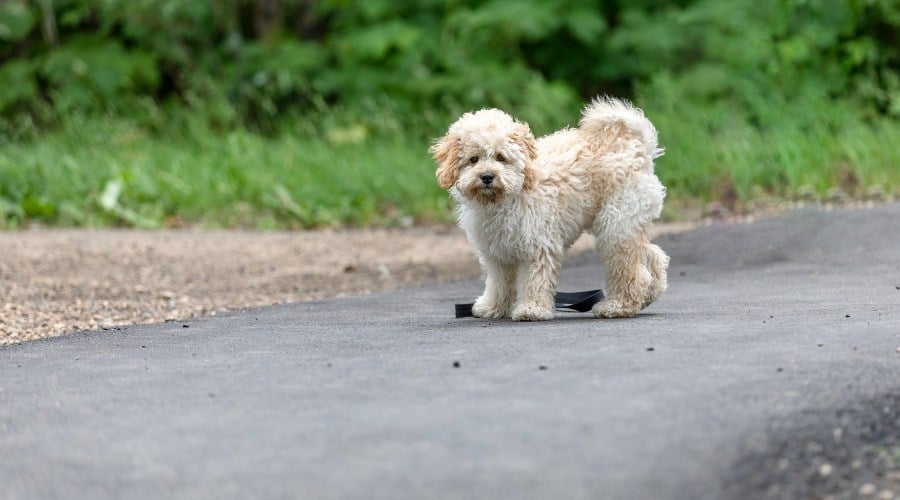 Maltipoo