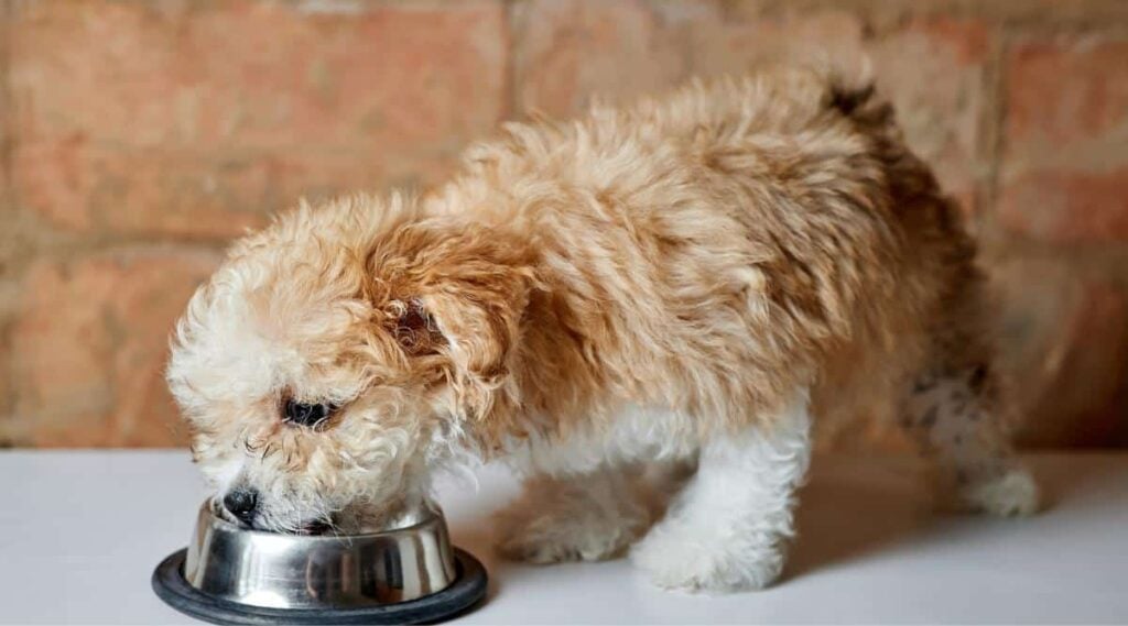 Maltipoo eating dog food out of a dog bowl