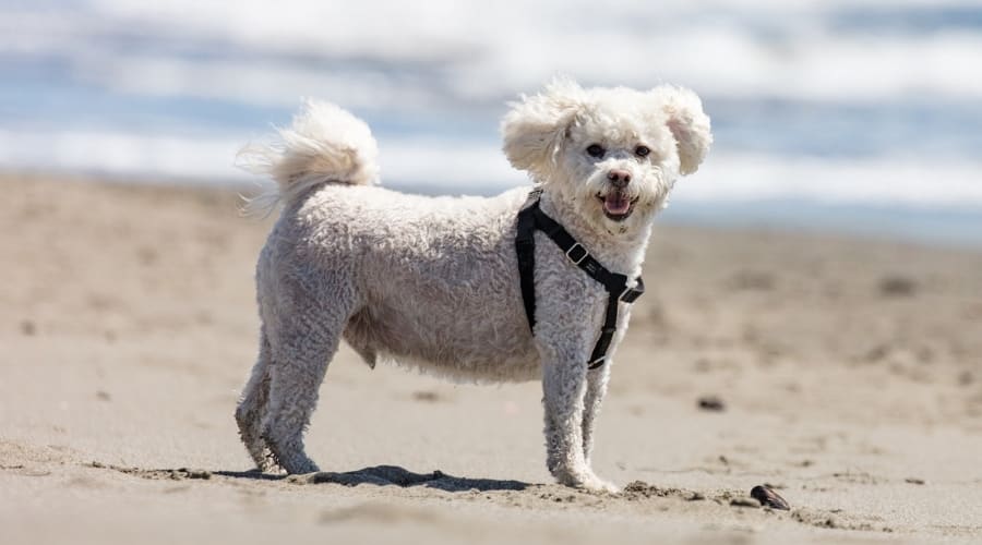Maltipoo on Beach