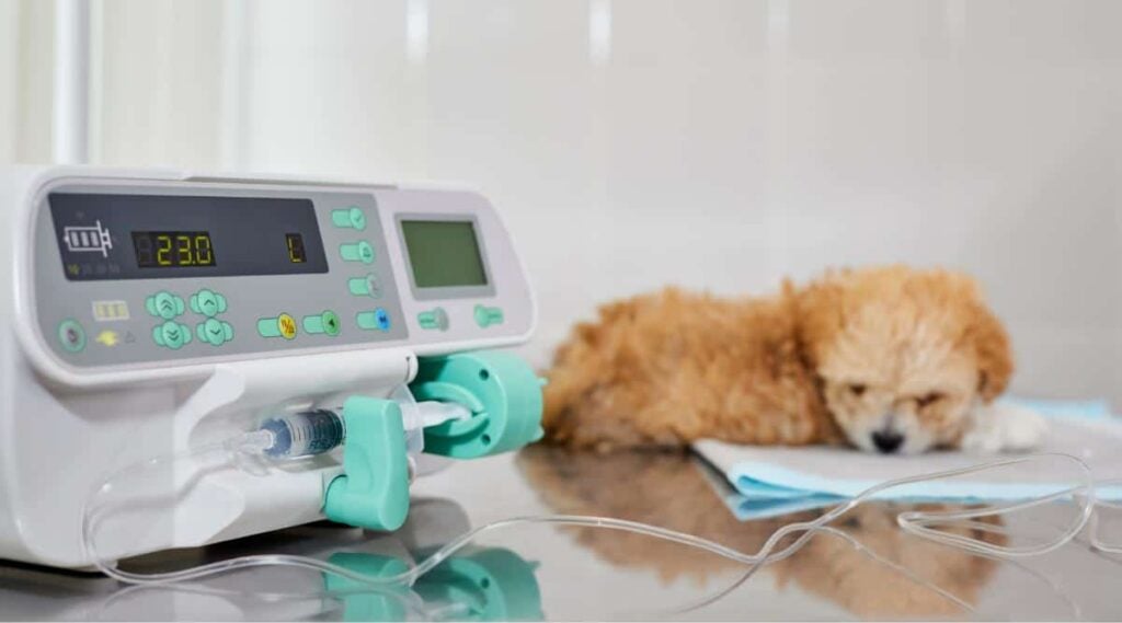 Maltipoo puppy at the vet next to technical equipment