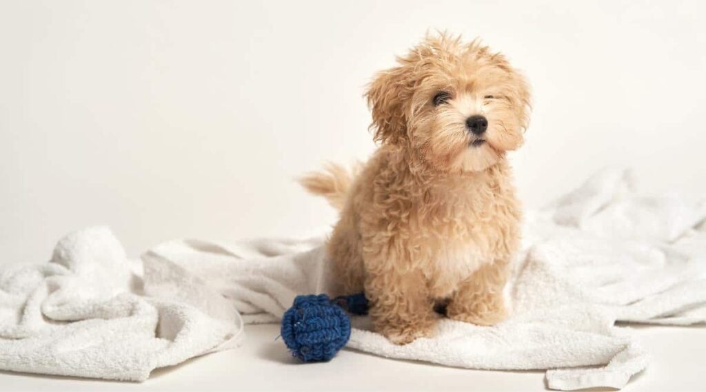 Maltipoo sitting on a blanket with a blue dog toy