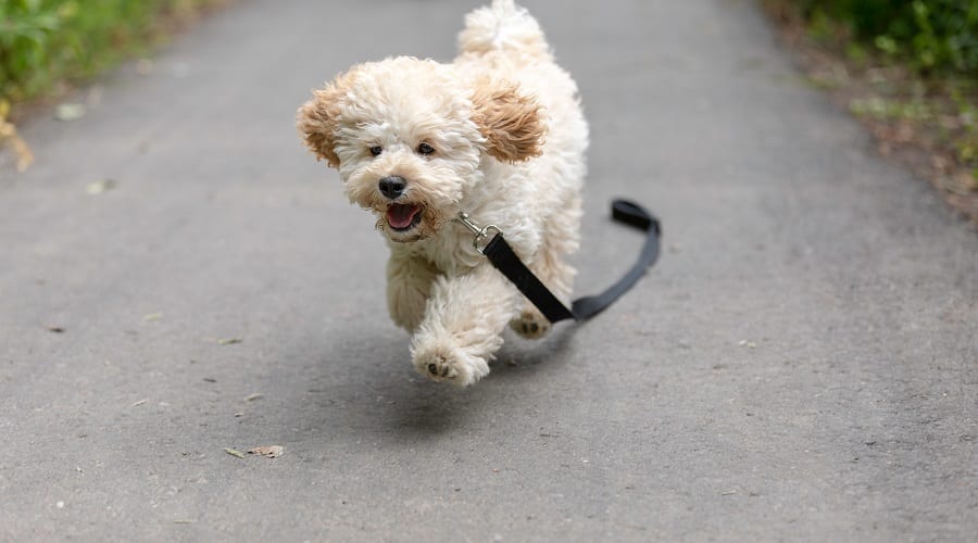 Maltipoo