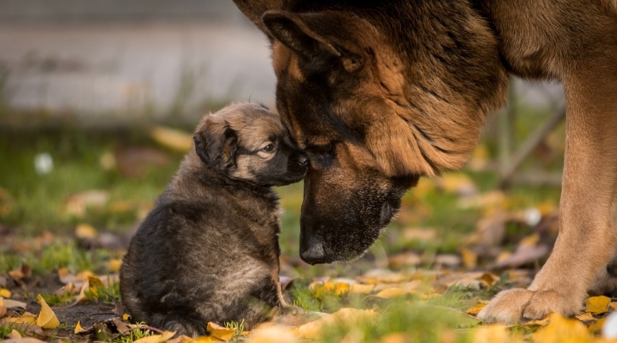 Mama Dog Snuggling With Her Puppy
