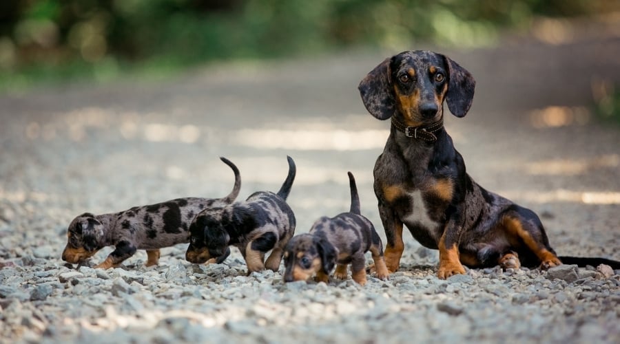 Mama Dog With Three Puppies