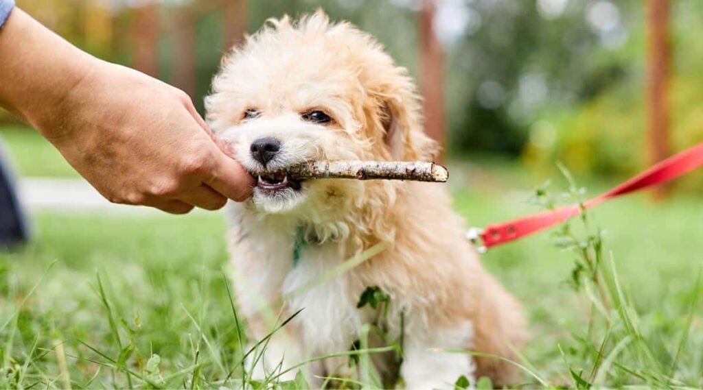 Man playing with a Maltipoo outside in the grass trying to grab stick from dog's mouth