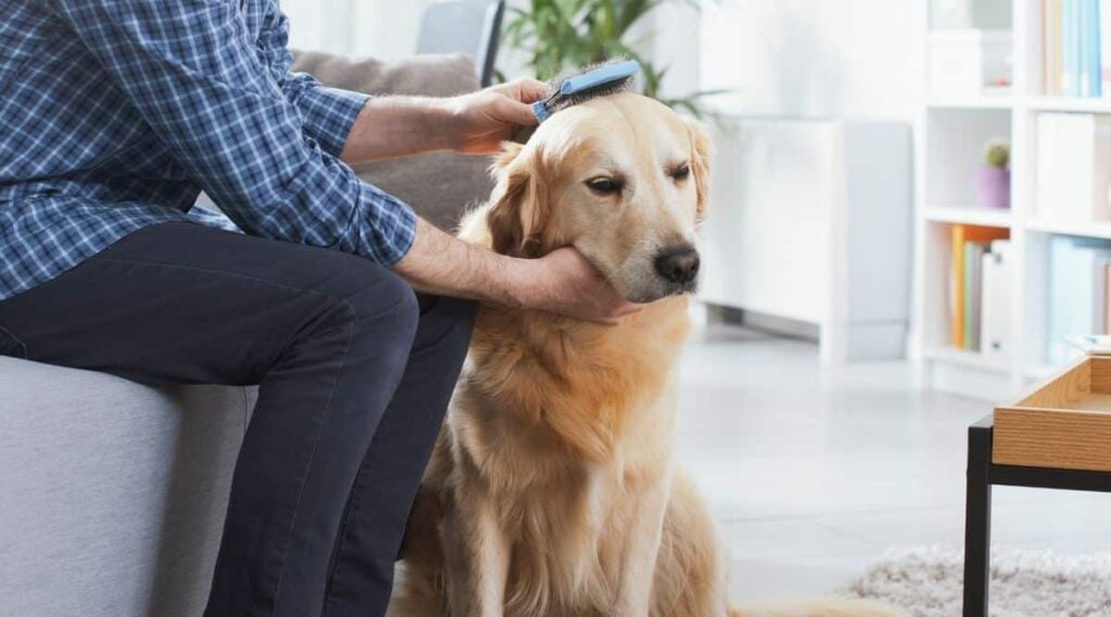 Man brushing Lab dog at home.