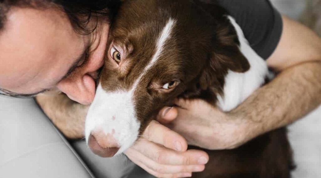 Dog sniffing person's hand.
