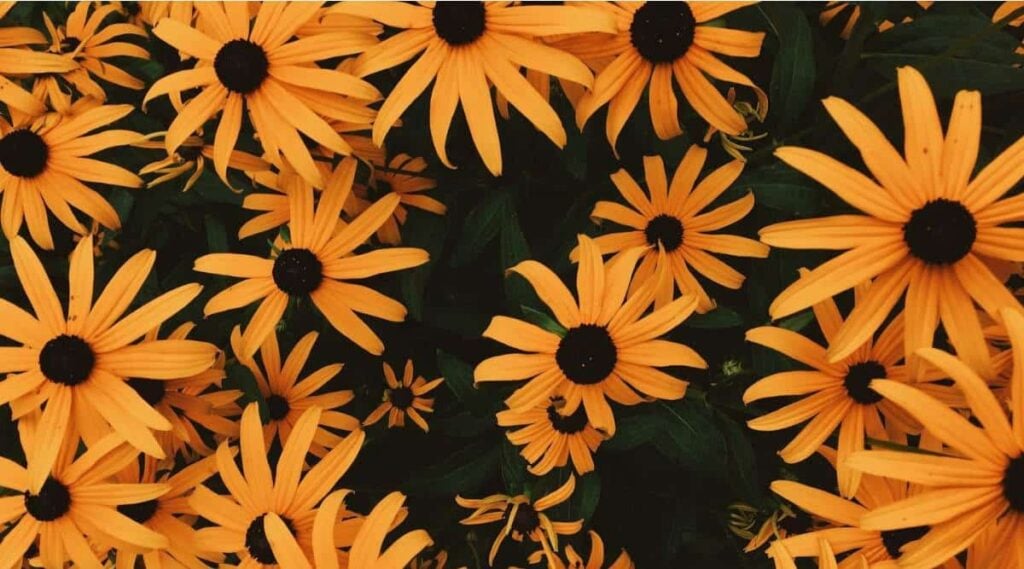 Black-eyed Susan