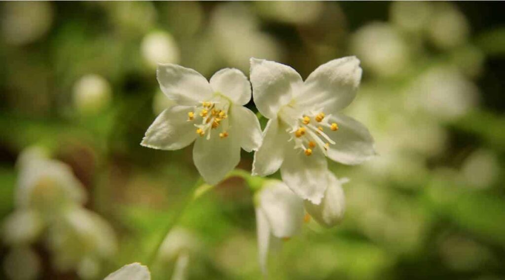 Mayflower