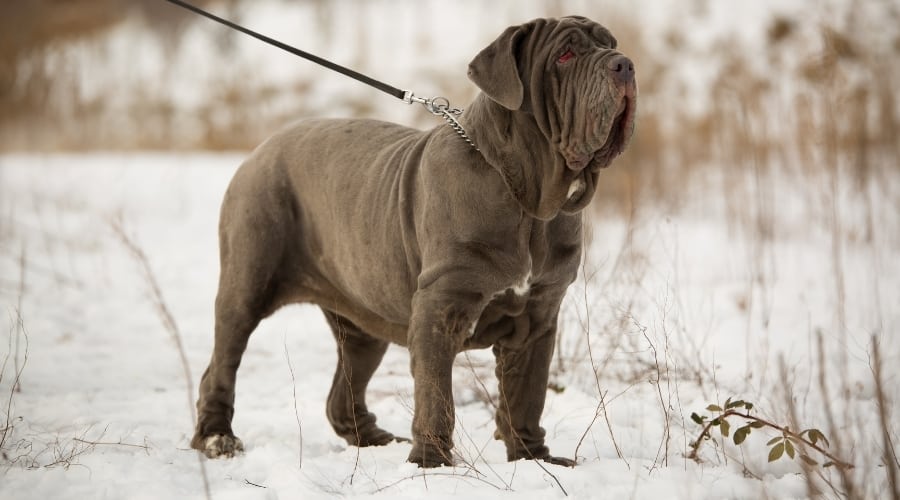 Massive Black Dog Standing in the Snow