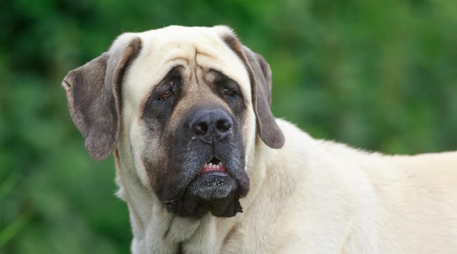 Massive Dog Close Up