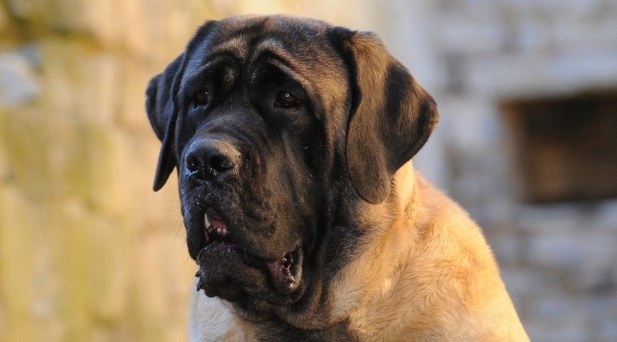 Massive Scary English Mastiff Dog