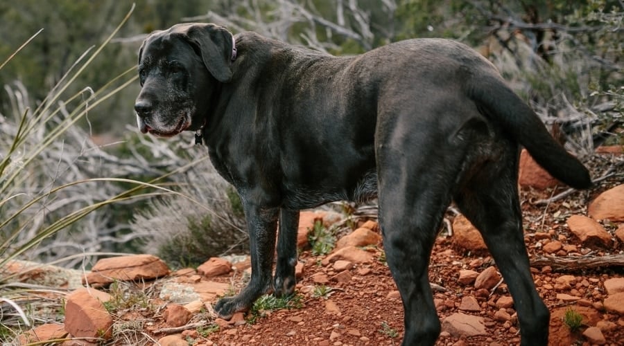 Mastador Hiking Outdoors