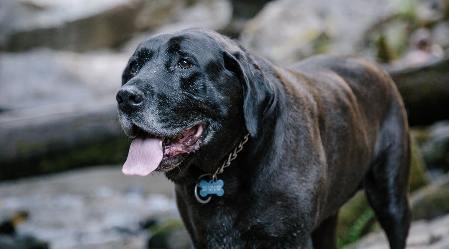Mastador Mix