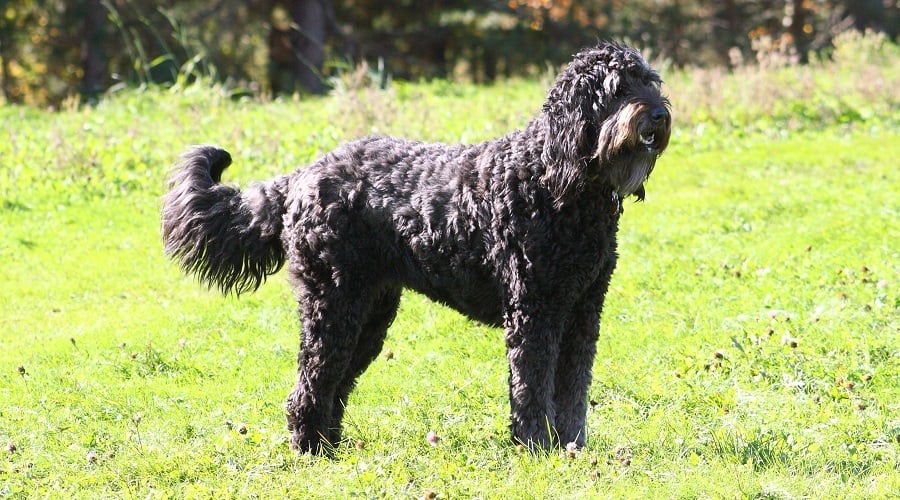 Mastidoodle