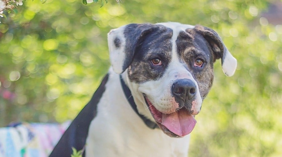 Mastiff American Bulldog Mix