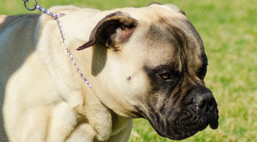 Mastiff Boxer Mix on Walk