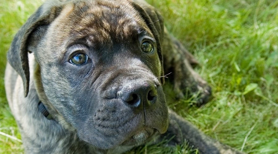 Mastiff Boxer Puppy