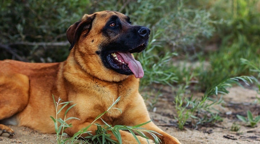 Mastiff German Shepherd