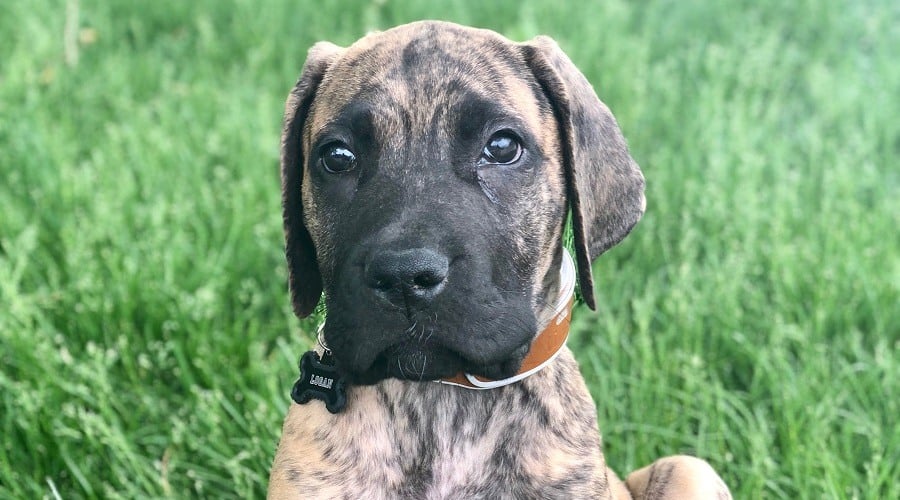 Mastiff Great Dane Mix