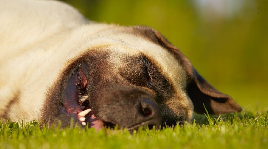 Mastiff Having No Energy