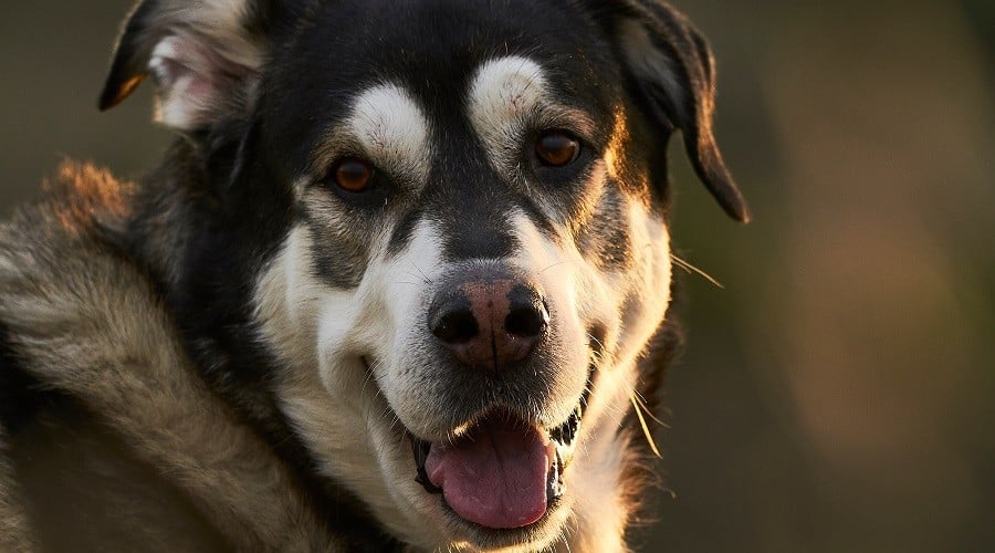 Mastiff Husky Mix