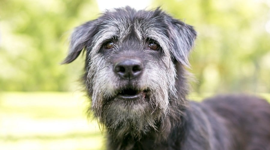 Mastiff Irish Wolfhound Mix