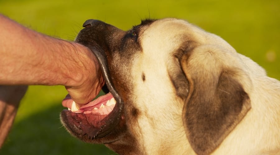 Mastiff mouthing owners hand.