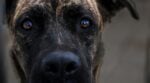 Mastiff Pitbull Mix