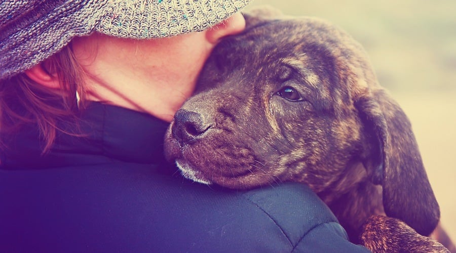 Mastiff Pitbull Puppy Mix