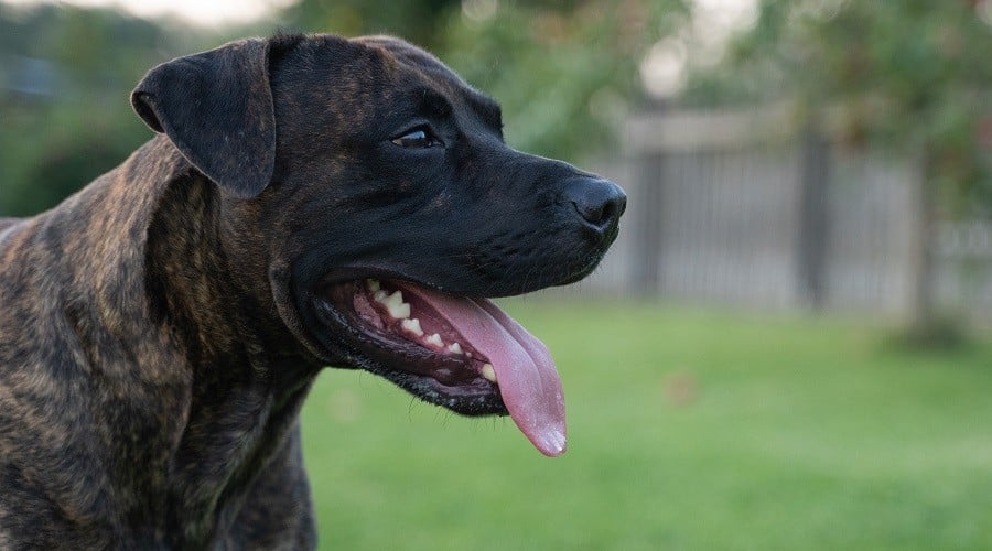 Mastiff Presa Canario Mix