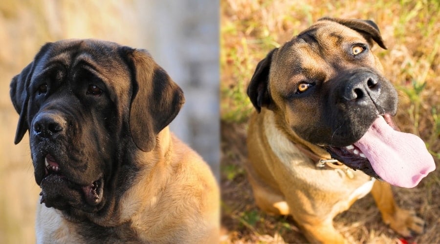 Mastiff and Cane Corso Fawn Colored