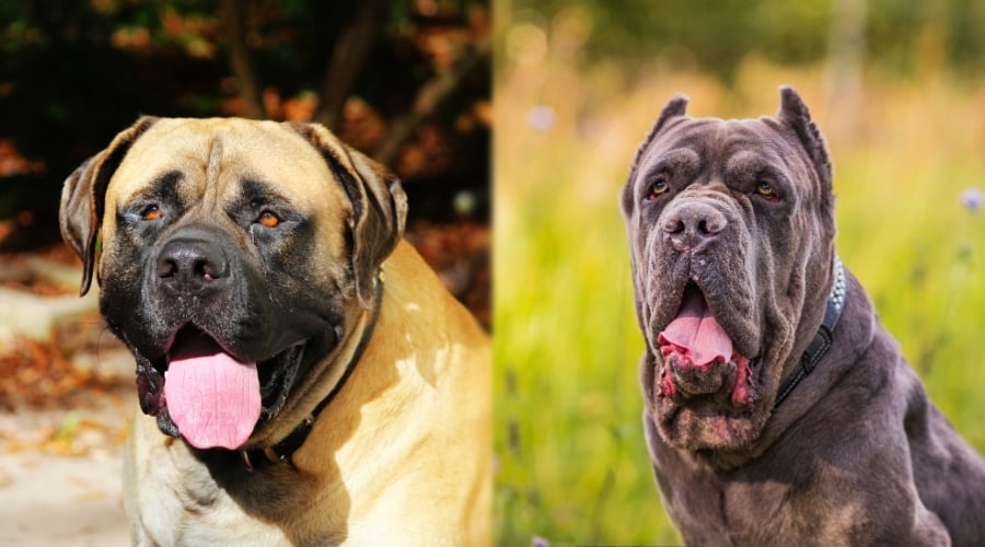 Mastiff and Corso Waiting on Food