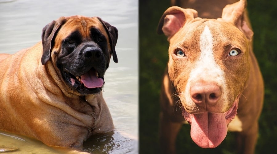 Mastiff and Pitbull both Exercising