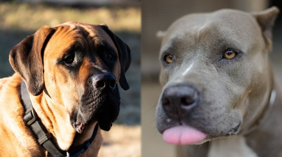 Mastiff and Pitbull in Training